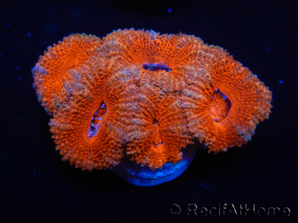 WYSIWYG Micromussa lordhowensis (ex Acanthastrea) 6F7