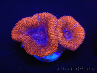 WYSIWYG Micromussa lordhowensis (ehemals Acanthastrea) 6F8