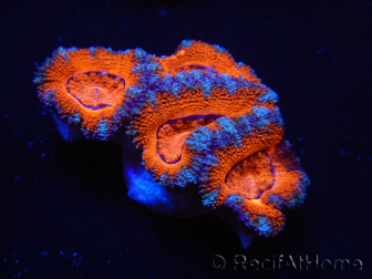 WYSIWYG Micromussa lordhowensis (ex Acanthastrea) 6G2