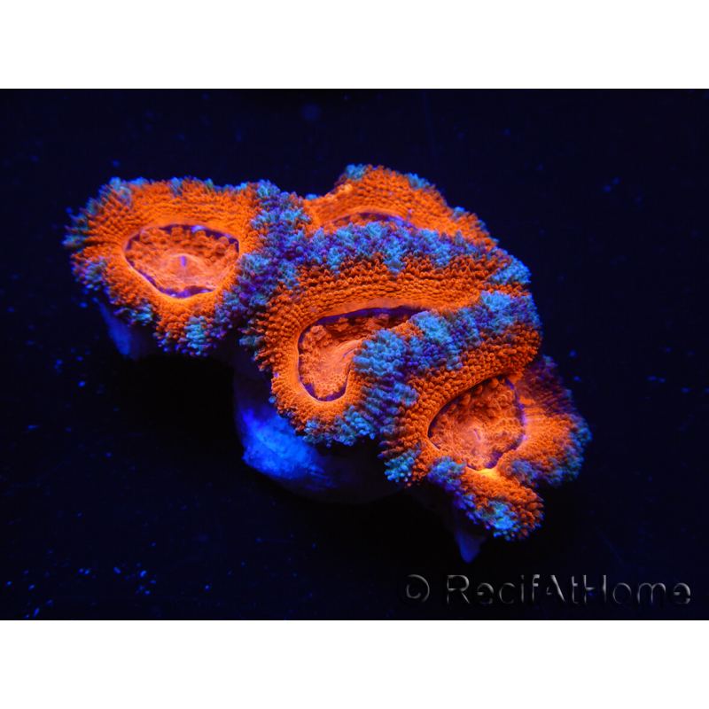 WYSIWYG Micromussa lordhowensis (ehemals Acanthastrea) 6G2