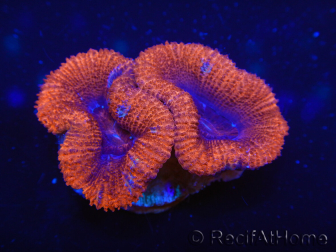 WYSIWYG Micromussa lordhowensis (ehemals Acanthastrea) 6G3