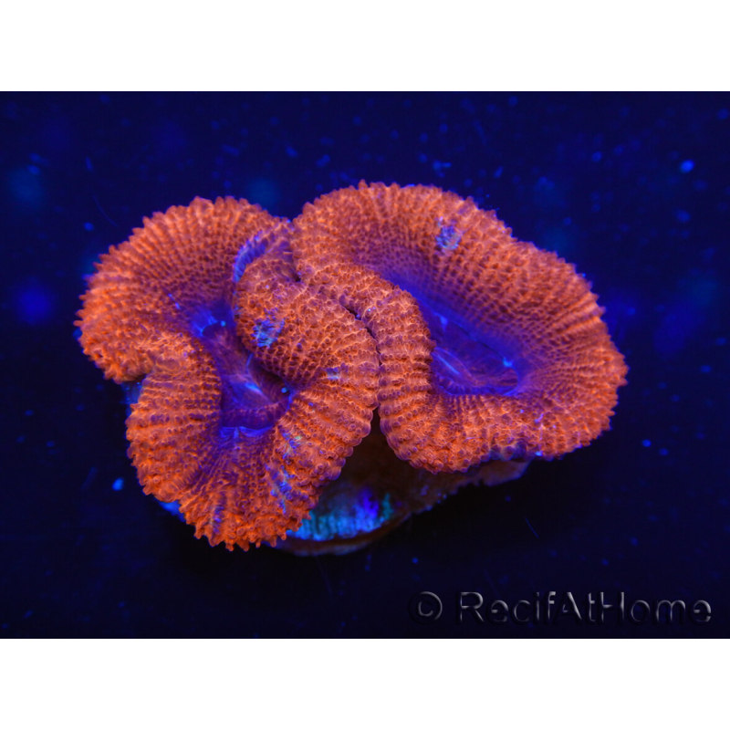 WYSIWYG Micromussa lordhowensis (ex Acanthastrea) 6G3