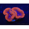 WYSIWYG Micromussa lordhowensis (ex Acanthastrea) 6G3