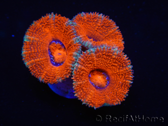 WYSIWYG Micromussa lordhowensis (ehemals Acanthastrea) 6G4