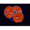 WYSIWYG Micromussa lordhowensis (ex Acanthastrea) 6G4