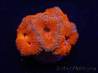 WYSIWYG Micromussa lordhowensis (ex Acanthastrea) 6G6