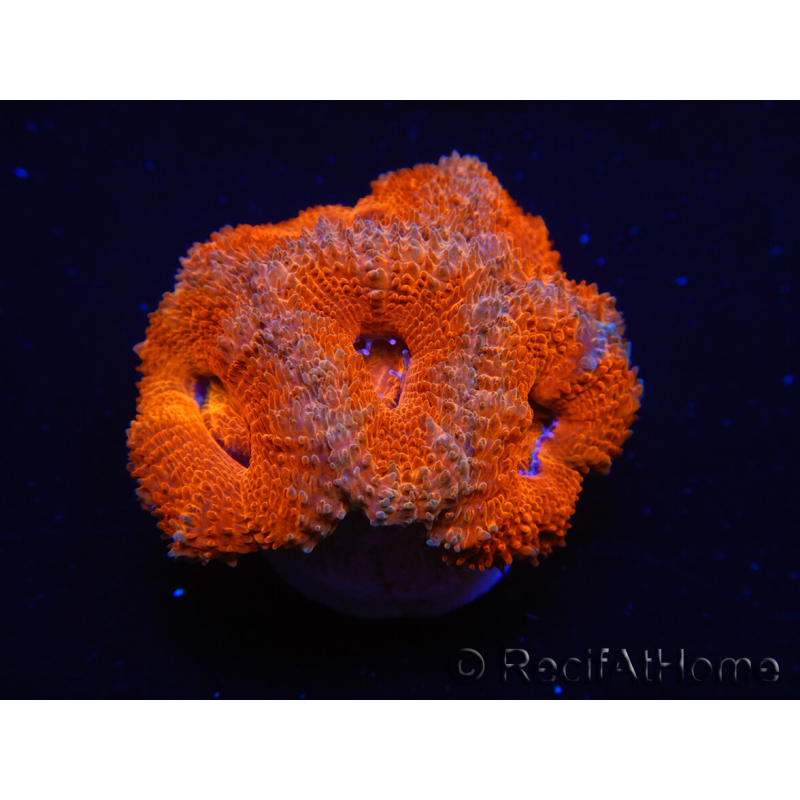 WYSIWYG Micromussa lordhowensis (formerly Acanthastrea) 6G6