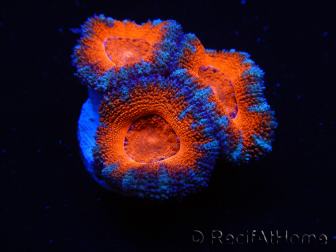 WYSIWYG Micromussa lordhowensis (ex Acanthastrea) 6G7