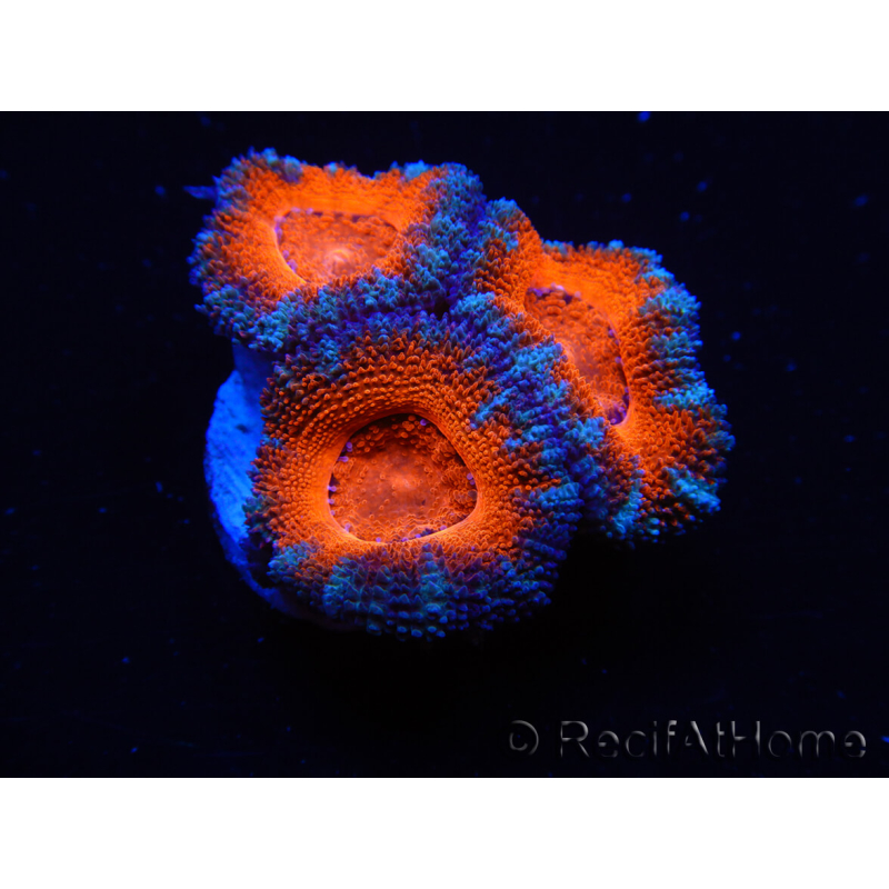 WYSIWYG Micromussa lordhowensis (ex Acanthastrea) 6G7