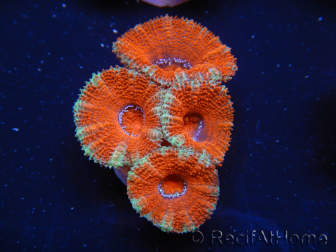 WYSIWYG Micromussa lordhowensis (ex Acanthastrea) 6A4