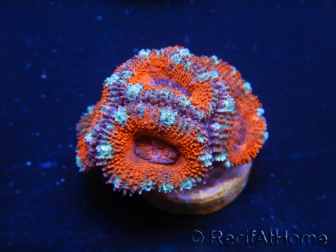 WYSIWYG Micromussa lordhowensis (ex Acanthastrea) 6D1