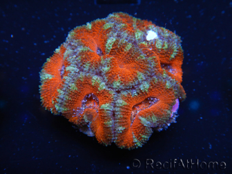 WYSIWYG Micromussa lordhowensis (ehemals Acanthastrea) 6D2