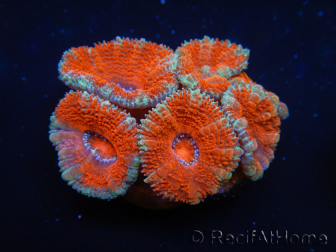 WYSIWYG Micromussa lordhowensis (ex Acanthastrea) 6D3