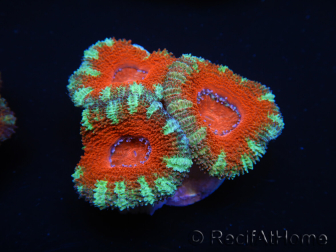 WYSIWYG Micromussa lordhowensis (ex Acanthastrea) 6D4