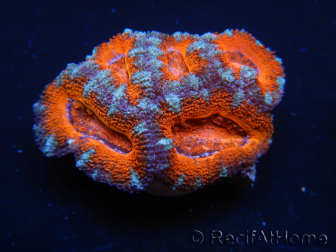 WYSIWYG Micromussa lordhowensis (ex Acanthastrea)6D5