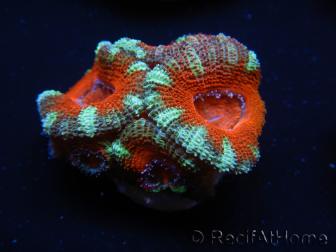 WYSIWYG Micromussa lordhowensis (formerly Acanthastrea) 6D6