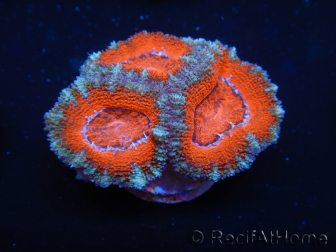 WYSIWYG Micromussa lordhowensis (ex Acanthastrea) 6D8