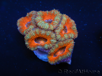 WYSIWYG Micromussa lordhowensis (formerly Acanthastrea) 6F2