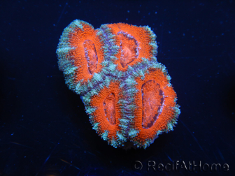 WYSIWYG Micromussa lordhowensis (ehemals Acanthastrea) 6F3