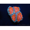 WYSIWYG Micromussa lordhowensis (ex Acanthastrea) 6F3