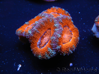 WYSIWYG Micromussa lordhowensis (ex Acanthastrea) 6F5