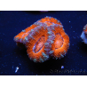 WYSIWYG Micromussa lordhowensis (ex Acanthastrea) 6F5