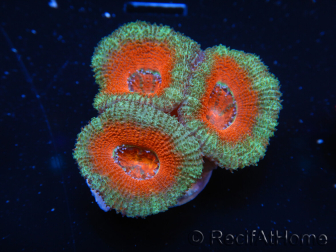 WYSIWYG Micromussa lordhowensis (ex Acanthastrea) 6F6