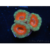 WYSIWYG Micromussa lordhowensis (ex Acanthastrea) 6F6