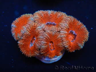 WYSIWYG Micromussa lordhowensis (formerly Acanthastrea) 6F7