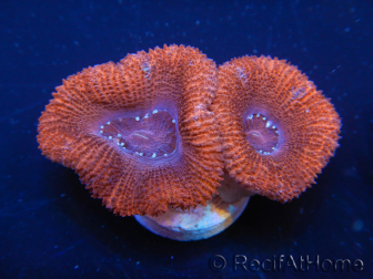 WYSIWYG Micromussa lordhowensis (formerly Acanthastrea) 6F8