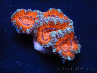 WYSIWYG Micromussa lordhowensis (ehemals Acanthastrea) 6G2