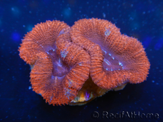 WYSIWYG Micromussa lordhowensis (ex Acanthastrea) 6G3