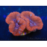 WYSIWYG Micromussa lordhowensis (ex Acanthastrea) 6G3