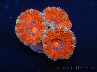 WYSIWYG Micromussa lordhowensis (ex Acanthastrea) 6G4