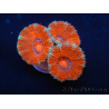 WYSIWYG Micromussa lordhowensis (ex Acanthastrea) 6G4