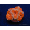 WYSIWYG Micromussa lordhowensis (ex Acanthastrea) 6G6