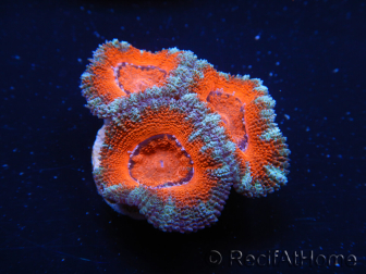 WYSIWYG Micromussa lordhowensis (ehemals Acanthastrea) 6G7