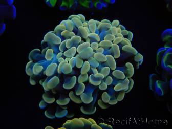 WYSIWYG Euphyllia paraancora (Mariculture acclimated under LED) 4D1