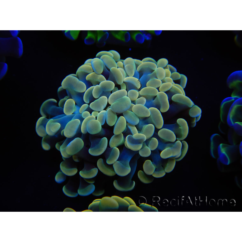 WYSIWYG Euphyllia paraancora (Mariculture acclimated under LED) 4D1