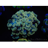 WYSIWYG Euphyllia paraancora (Mariculture acclimated under LED) 4D1