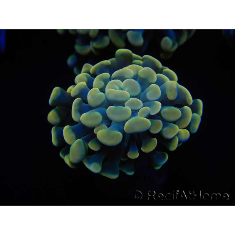 WYSIWYG Euphyllia paraancora Bi-color 2 heads (Mariculture acclimated under LED) 4D2