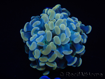 WYSIWYG Euphyllia paraancora Bi-color 2 heads (Mariculture acclimated under LED) 4D3