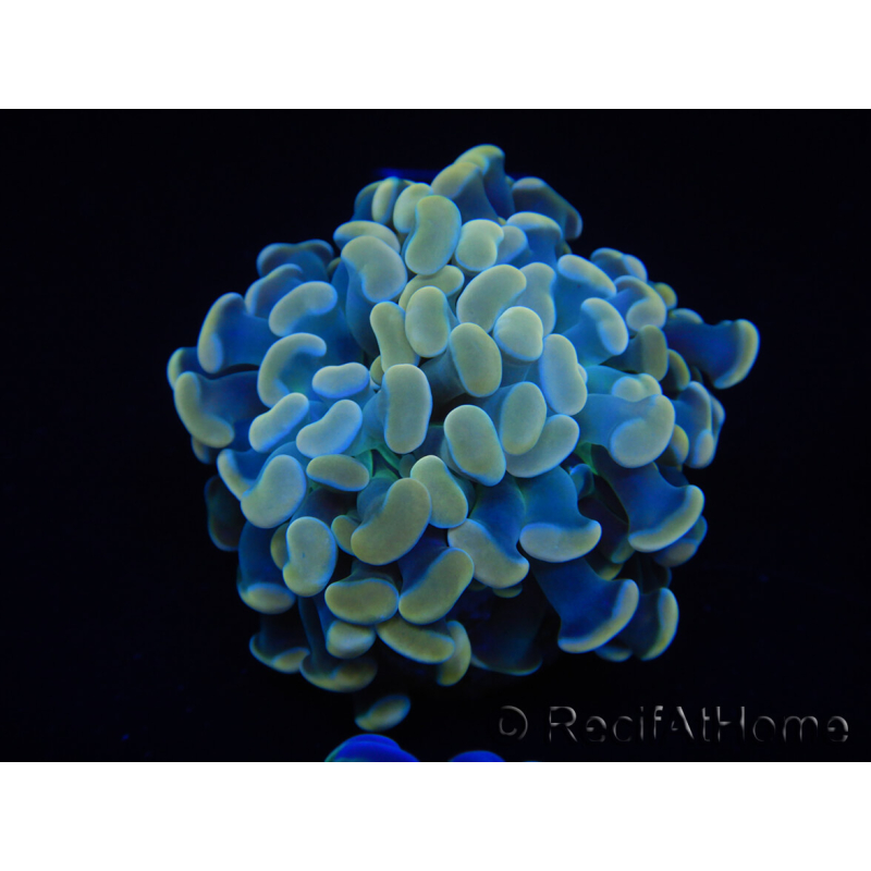 WYSIWYG Euphyllia paraancora Bi-color 2 heads (Mariculture acclimated under LED) 4D3