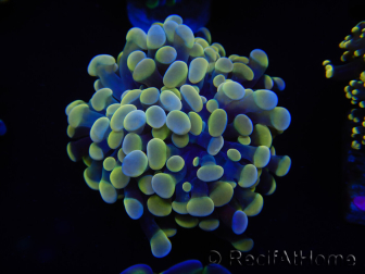 WYSIWYG Euphyllia paraancora Sungold (Maricultured acclimated under LED) 4G3