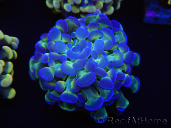 WYSIWYG Euphyllia paraancora Sungold (Maricultured acclimated under LED) 4G5