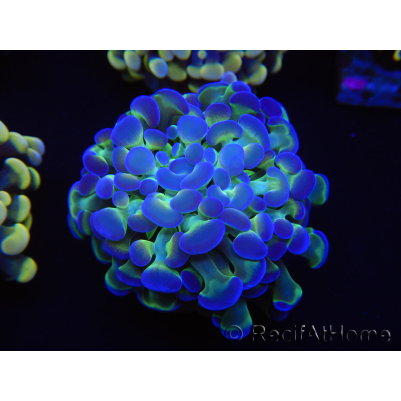 WYSIWYG Euphyllia paraancora Sungold (Maricultured acclimated under LED) 4G5