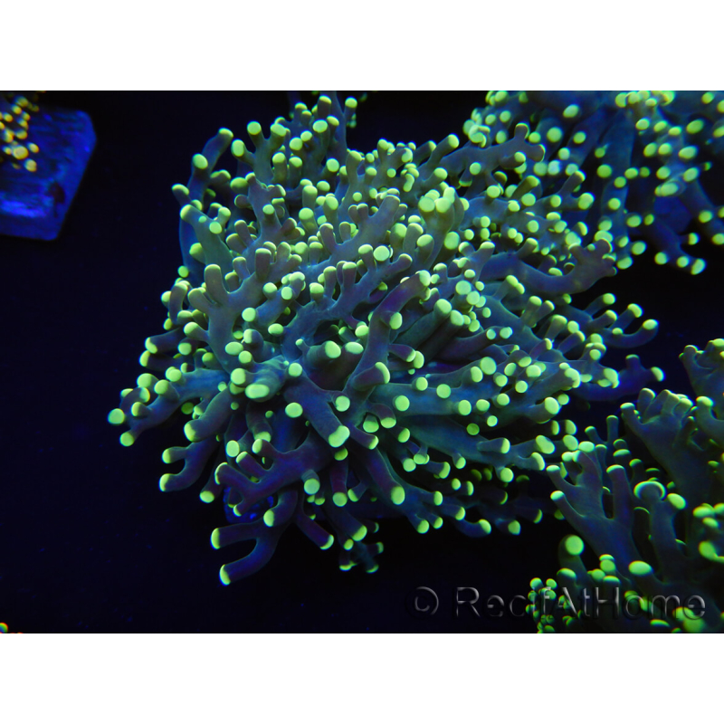 WYSIWYG Euphyllia paradivisa Orange Phantom (Mariculture acclimated under LED) 10B3