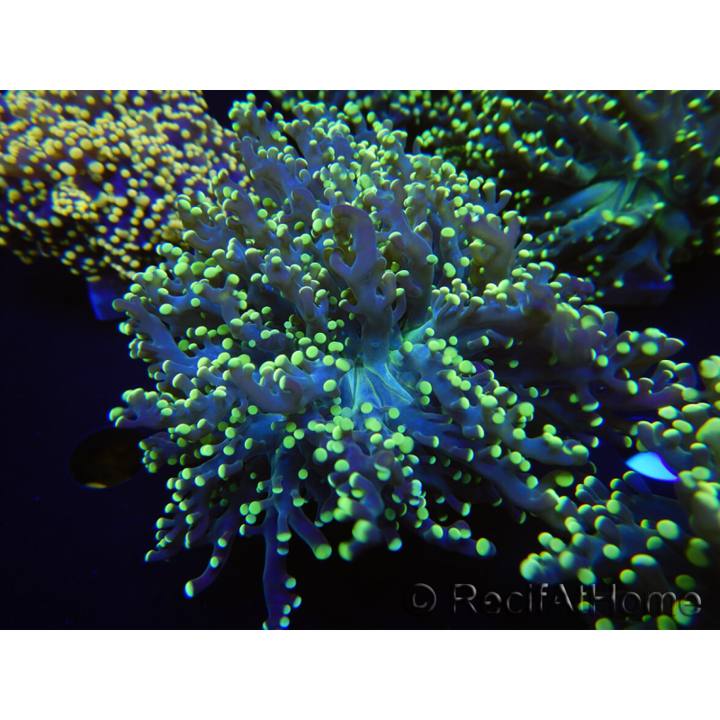 WYSIWYG Euphyllia paradivisa Orange Phantom (Mariculture acclimated under LED) 10B4