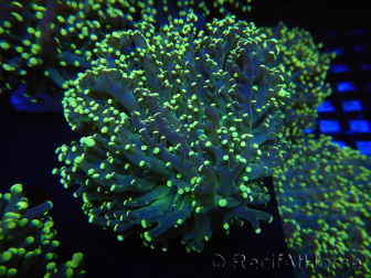 WYSIWYG Euphyllia paradivisa Orange Phantom (Mariculture acclimated under LED) 10C1