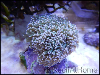 Euphyllia glabrescens pointe blanche S-M